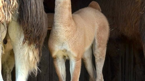 Biszkopt. Fot. Malwina Jankowska, opiekun w dziale kopytnych bydgoskiego ZOO