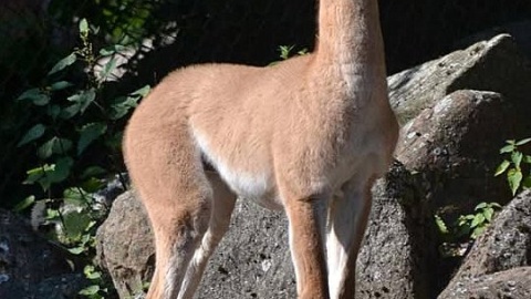 Biszkopt. Fot. Malwina Jankowska, opiekun w dziale kopytnych bydgoskiego ZOO