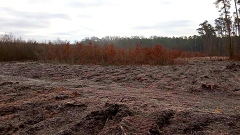 W miejsce wyciętych drzew leśnicy sadzą nowy las, Fot. Regionalna Dyrekcja Lasów Państwowych w Toruniu