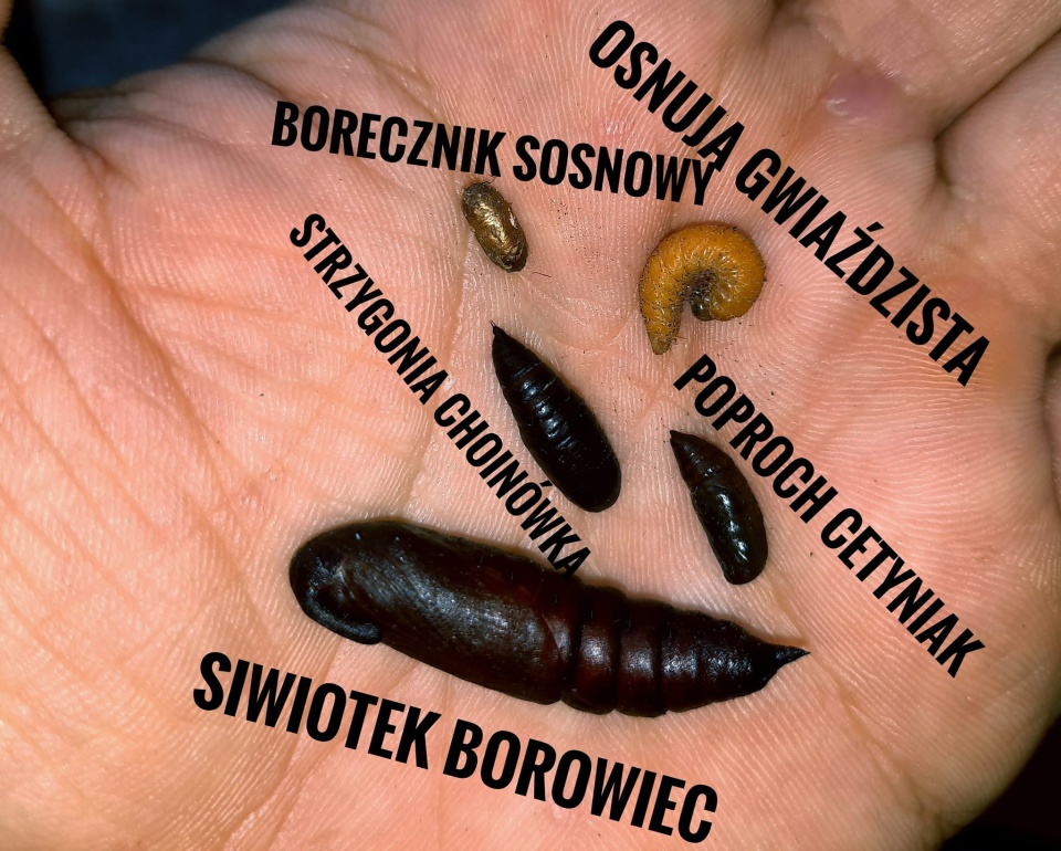 Rozpoczęły się jesienne poszukiwania szkodników pierwotnych sosny. Fot. lasy.gov.pl