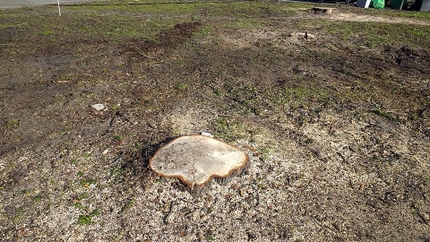 Mieszkańcy Strzelna dziwią się budowie ronda, przez którą stracili wiele drzew w mieście. Fot. Adriana Andrzejewska-Kuras