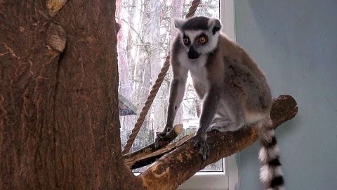 Ciekawość lemurów mieszkających w Ogrodzie Zoologicznym w Myślęcinku wykorzystuje się w trakcie ich treningów. Fot. Janusz Wiertel