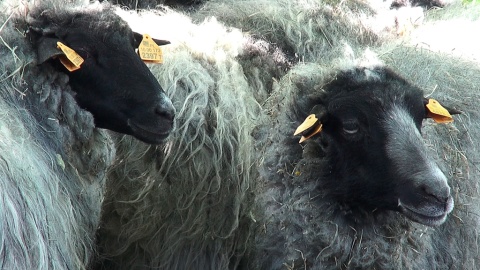 Postrzyżyny owiec w Myślęcinku. Nie boli, a jakoś lżej :) Fot. Janusz Wiertel