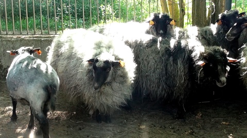 Postrzyżyny owiec w Myślęcinku. Nie boli, a jakoś lżej :) Fot. Janusz Wiertel