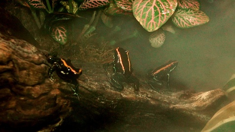 Niezwykle kolorowe płazy! To nie żaby... to drzewołazy! Fot. Janusz Wiertel