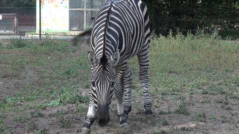 Zebra z bydgoskiego zoo. (jw)