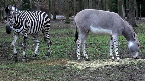 Bobek i Adam to kompania zgrana - osiołek somalijski lubi zebrę Champana. Fot, Janusz Wiertel