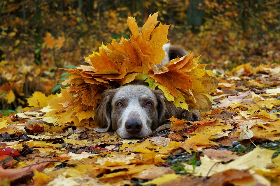 Liście! Duuużo liści! Aaale fajnie! Fot. ilustracyjna/pixabay.com