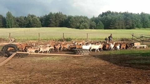 W miejscowości Ojrzanowo odnaleźć można niezwykłą „Kozią Dolinę”. Fot. Marcin Glapiak