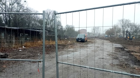 Zaskakująca jest skala wycinki drzew w związku z budową Trasy Staromostowej w Toruniu. Fot. Michał Zaręba/arch. PR PiK