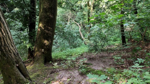 Wejście na Górę sw. Jana w parku Grabina pod Koronowem. Fot. Żaneta Walentyn/PR PiK