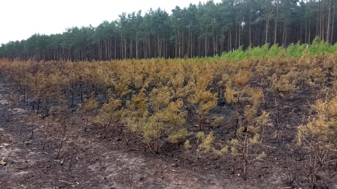 Tylko w sobotę 21 czerwca br. w 9 pożarach spłonęły 4 hektary lasu. Fot. Michał Zaręba/arch. PR PiK