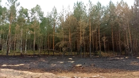 Tylko w sobotę 21 czerwca br. w 9 pożarach spłonęły 4 hektary lasu. Fot. Michał Zaręba/arch. PR PiK