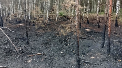 Tylko w sobotę 21 czerwca br. w 9 pożarach spłonęły 4 hektary lasu. Fot. Michał Zaręba/PR PiK