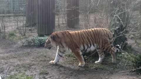 Bydgoskie zoo sprzedaje bilety wstępu z przedłużonym terminem ważności