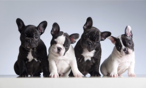 Na widok małych psów mięknie ci serce Poznaj najpopularniejsze rasy i ich wymagania [REKLAMA]