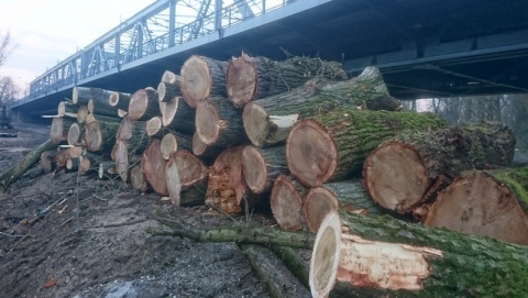 Mnóstwo drzew poszło w Toruniu pod topór Nie za dużo Teraz będzie kontrola [zdjęcia]