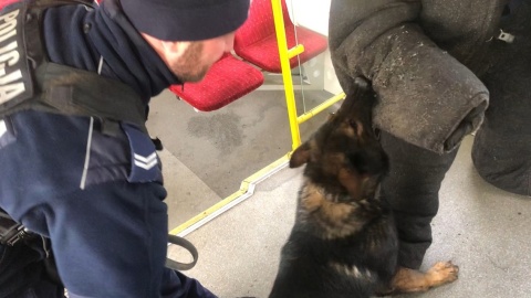 Psy szukały narkotyków po zapachu. Policyjne szkolenie w bydgoskiej Pesie
