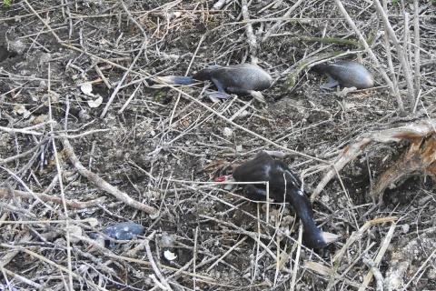 Wandale zniszczyli kolonię kormoranów Zrzucone gniazda i martwe pisklęta nad Jeziorem Tonowskim