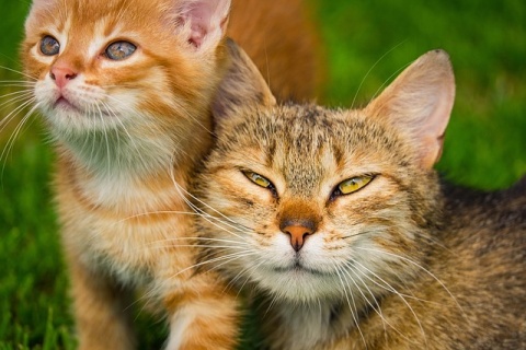 Wirus ptasiej grypy wykryty u padłych kotów. Nie wiadomo, jak się zakaziły