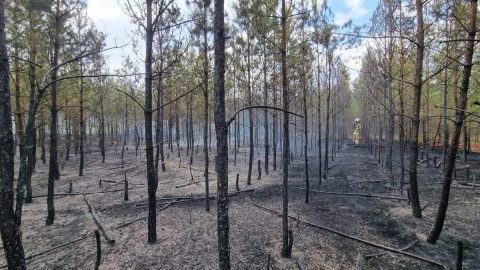 Płonął las w okolicach Torunia. Gasiło go 11 zastępów strażaków i dwa samoloty [zdjęcia]