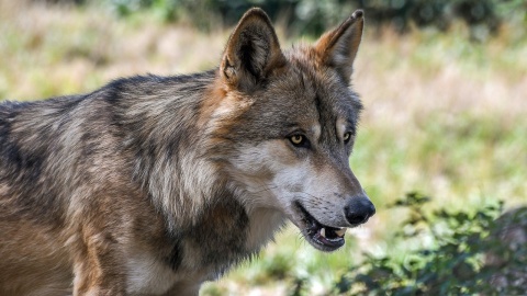 Uwaga na wilki Ataki na zwierzęta domowe w gminie Dąbrowa Chełmińska