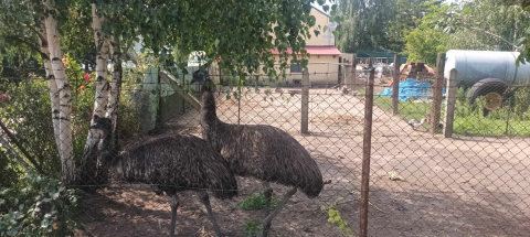 Poszukiwania Jessiki zakończone. Samiczka emu została odnaleziona