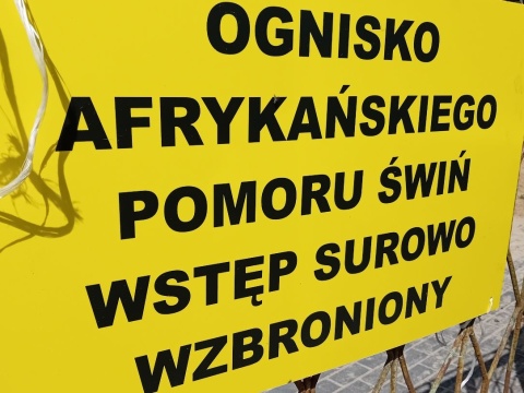 Afrykański pomór świń (ASF) we wsi Kałdus koło Chełmna. Stado już zostało wybite