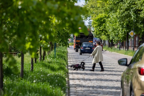 Zieleń w Toruniu będzie bić po oczach. W planach m.in. nowe parki miejskie