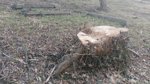 Zniszczenia na cmentarzu ewangelickim w Grębocinie/fot: Michał Zaręba