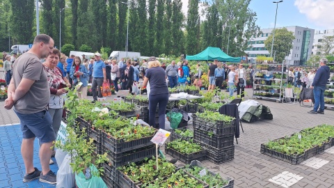 Majowy Kiermasz Ogrodniczy w Bydgoszczy/fot. Kiermasz Ogrodniczy Bydgoszcz/Facebook