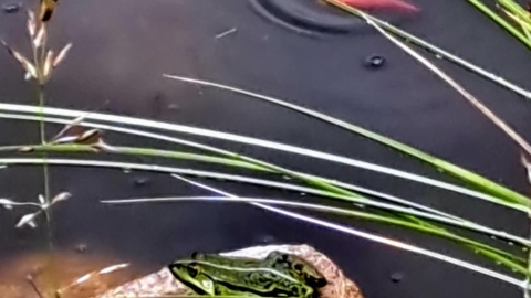 Ogród Botaniczny IHAR w bydgoskim Myślęcinku. / Fot. Nadesłane