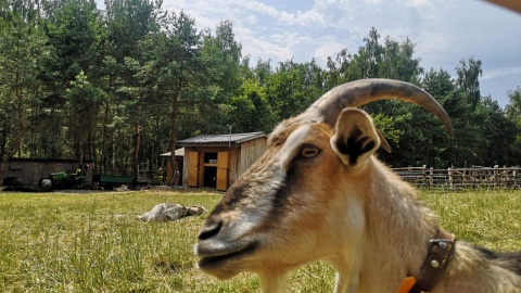 Tak prezentuje się skansen w Kłobce. / Fot. Agnieszka Marszał