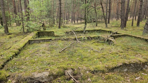 Puszcza Bydgoska/fot. Adriana Andrzejewska-Kuras