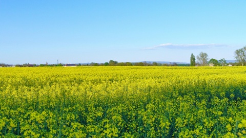 Przymrozki trwały jeszcze w maju. Komisje szacują straty na polach w regionie