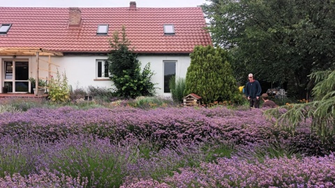 Lawendowe pole jest pachnące i smaczne  z nutą rękodzieła Kolejny festiwal w Leszczach [zdjęcia]
